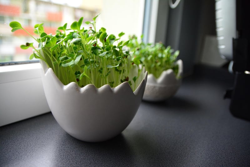 Windowsill Planter