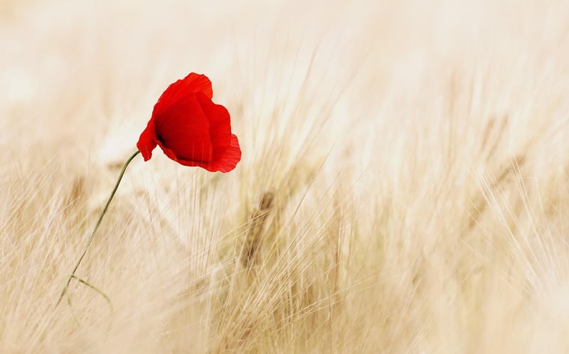 Flower Seed Starter Kit