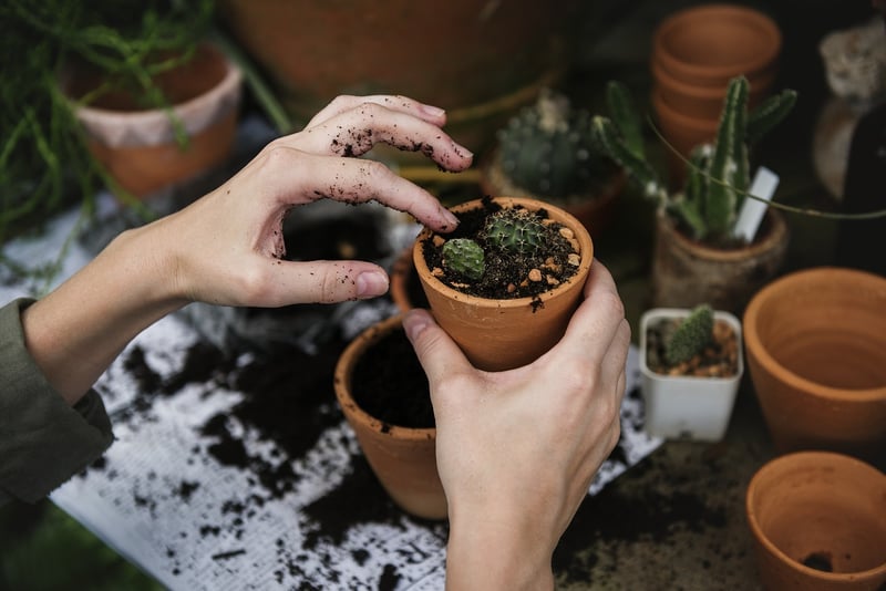 Garden Plants